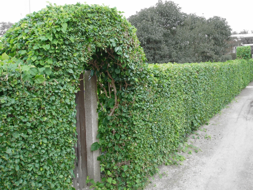 Black mulberry: Morus nigra, Hedge in Leipzig, Germany