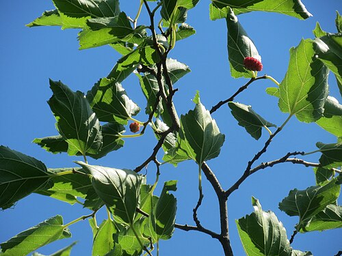 Black mulberry: Ausgewilderte Schwarze Maulbeere ( Morus nigra ) in Hockenheim