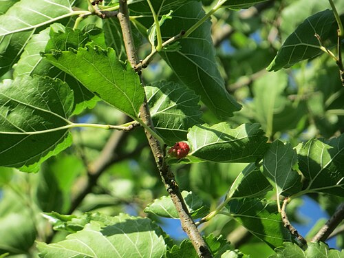 Black mulberry: Ausgewilderte Schwarze Maulbeere ( Morus nigra ) in Hockenheim