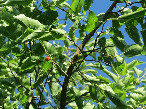Black mulberry: Ausgewilderte Schwarze Maulbeere ( Morus nigra ) in Hockenheim