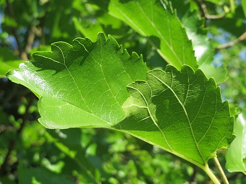 Black mulberry: Ausgewilderte Schwarze Maulbeere ( Morus nigra ) in Hockenheim