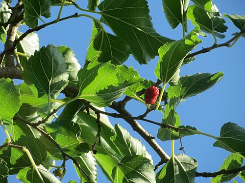Black mulberry: Ausgewilderte Schwarze Maulbeere ( Morus nigra ) in Hockenheim