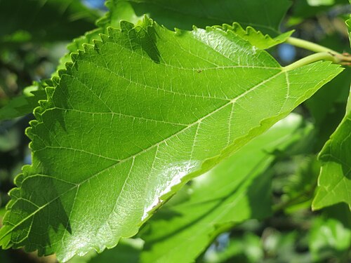 Black mulberry: Ausgewilderte Schwarze Maulbeere ( Morus nigra ) in Hockenheim