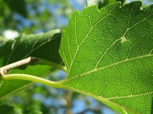 Black mulberry: Ausgewilderte Schwarze Maulbeere ( Morus nigra ) in Hockenheim