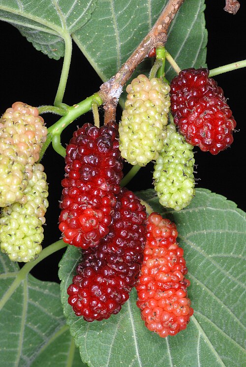 Red mulberry: Morus rubra