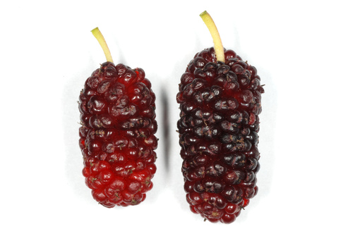 Red mulberry (Morus rubra)