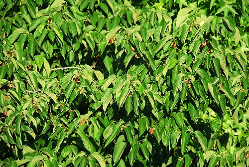 Red mulberry: Morus rubra
