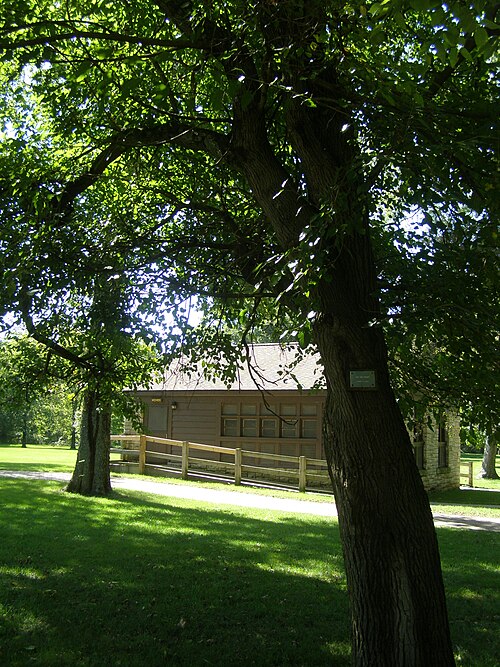 Red mulberry: Red Mulberry (Morus rubra) at Tippecanoe River State Park in Indiana.
