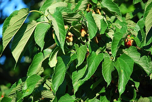 Red mulberry: Morus rubra