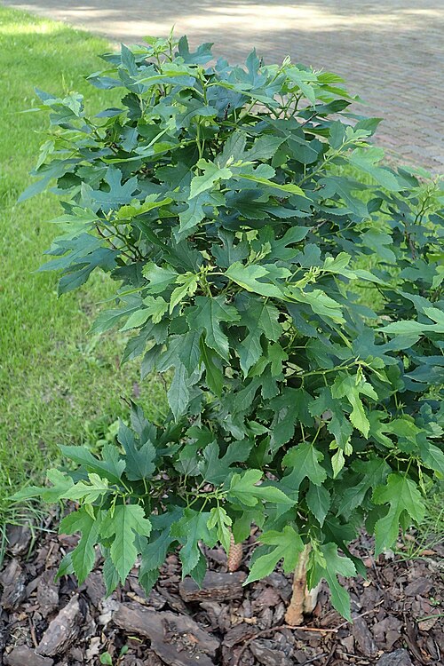 Red mulberry: Morus rubra 'Nana' at Botanical Garden in Zielona Góra