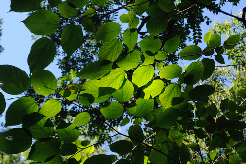 Red mulberry (Morus rubra)