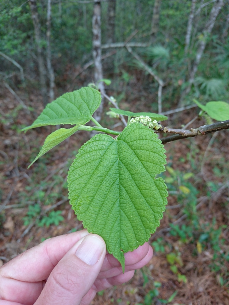 Red mulberry (Morus rubra)