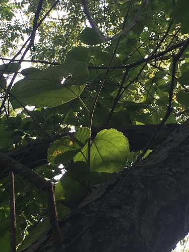 Red mulberry (Morus rubra)