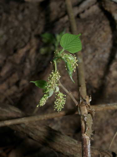 Red mulberry (Morus rubra)