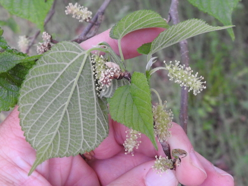 Red mulberry (Morus rubra)