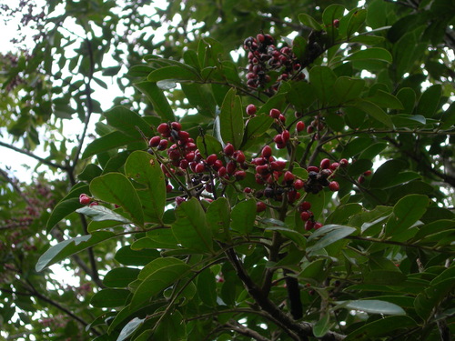 Mosquitoxylum jamaicense (Mosquitoxylum jamaicense)