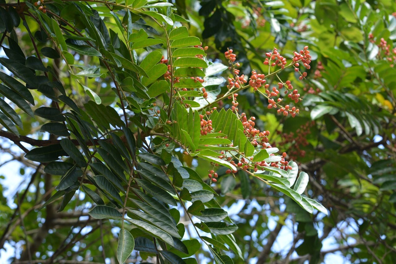 Mosquitoxylum jamaicense: Mosquitoxylum jamaicense