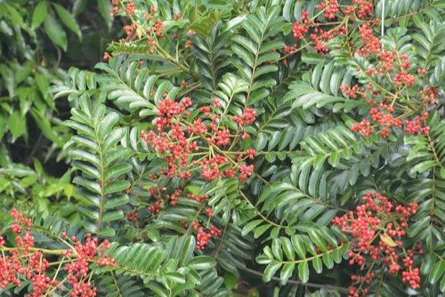 Mosquitoxylum jamaicense (Mosquitoxylum jamaicense)