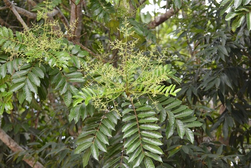 Mosquitoxylum jamaicense (Mosquitoxylum jamaicense)