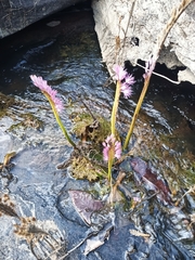 Mourera fluviatilis (Mourera fluviatilis)