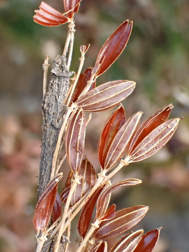 Mourera fluviatilis (Mourera fluviatilis)