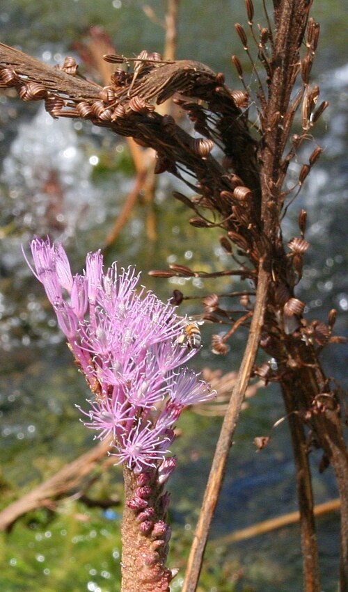 Mourera fluviatilis: Flowers and fuits of Mourera fluviatilis (Podostemaceae family). Picture taken in the Llovizna falls park, in Puerto Ordaz, Venezuela.