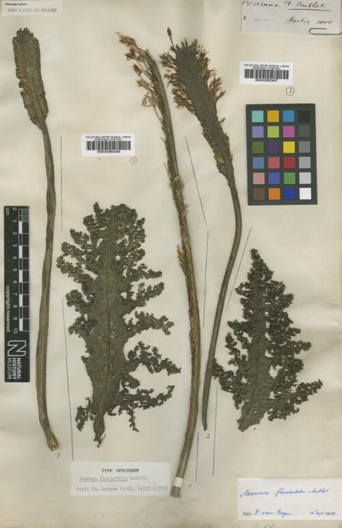 Mourera fluviatilis: Mourera fluviatilis Aubl. - herbier collecté par Aublet en Guyane, conservé au British Museum BM000993466