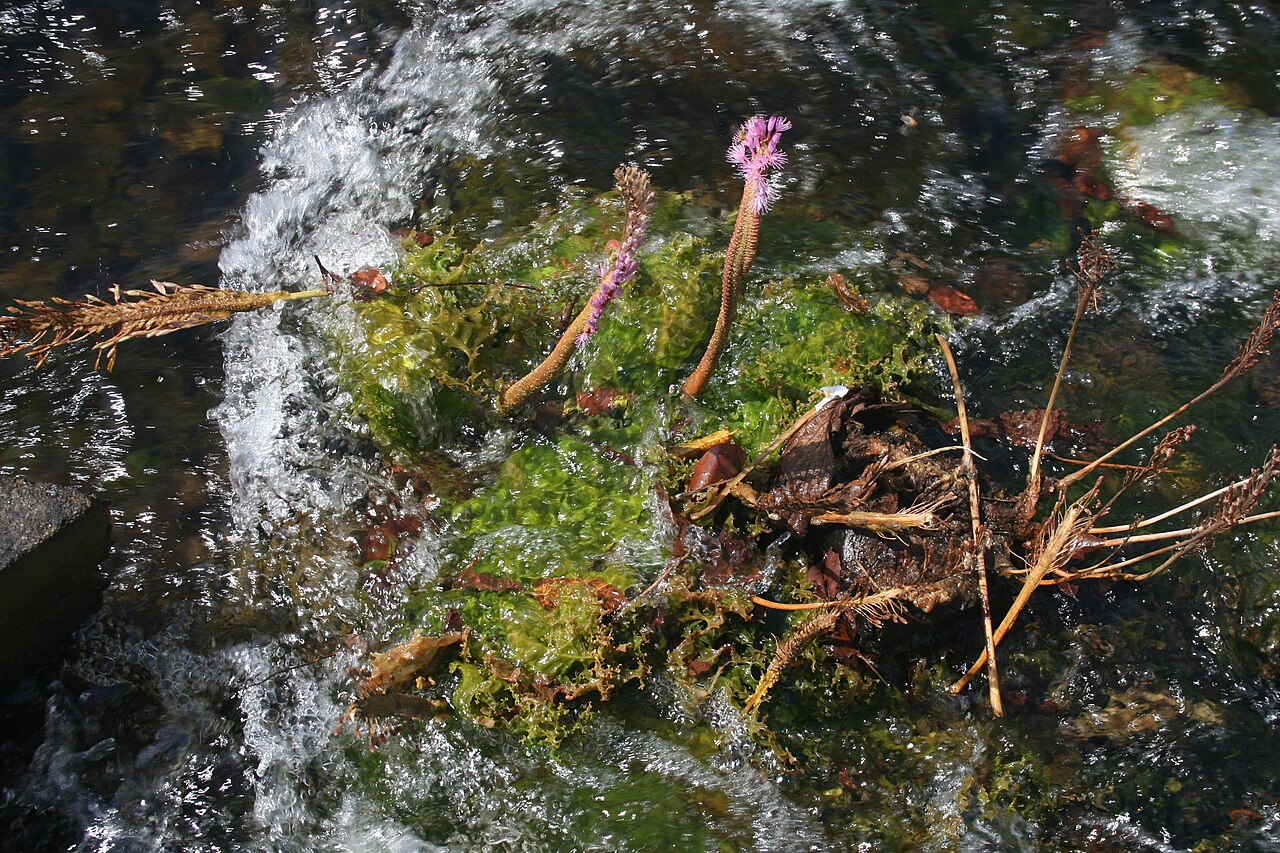 Mourera fluviatilis: Leaves, flowers and fuits of Mourera fluviatilis (Podostemaceae family). Picture taken in the Llovizna falls park, in Puerto Ordaz, Venezuela.