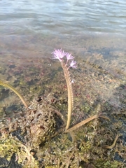 Mourera fluviatilis (Mourera fluviatilis)