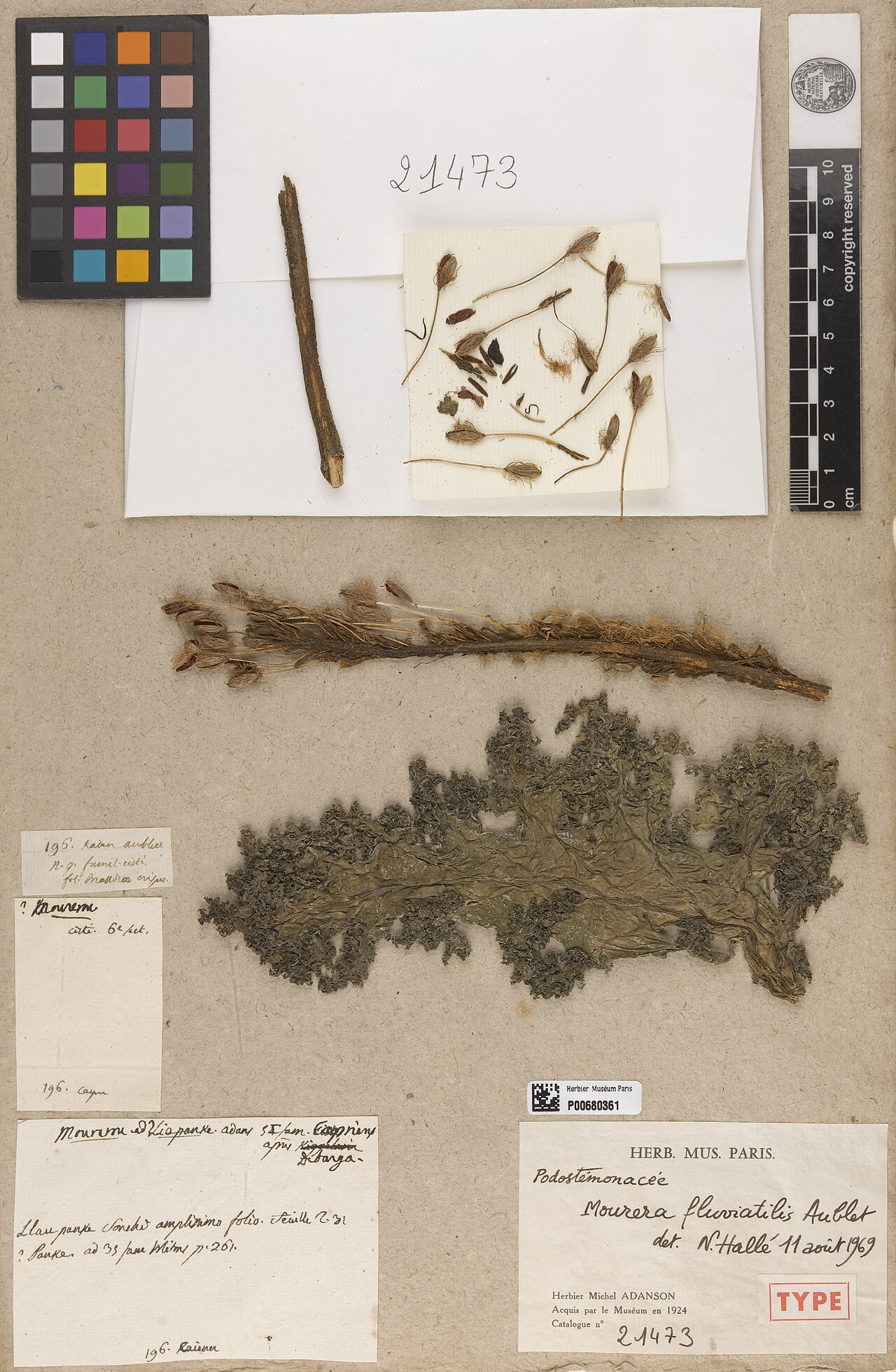 Mourera fluviatilis: Mourera fluviatilis Aubl. - herbier collecté par Aublet en Guyane, conservé au MNHN P-P00680361