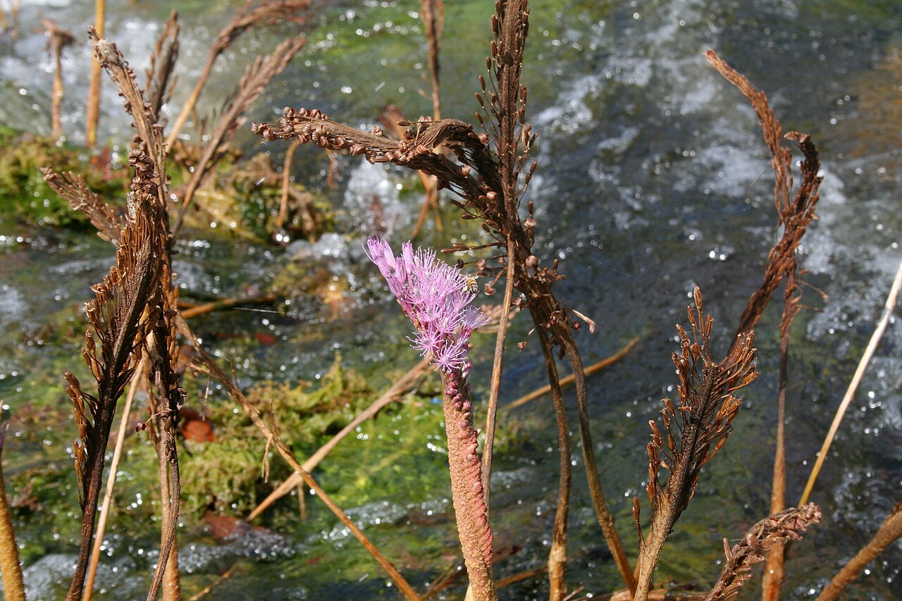 Mourera fluviatilis: Flowers and fruits of Mourera fluviatilis (Podostemaceae family). Picture taken in the Llovizna Falls park, in Puerto Ordaz, Venezuela.