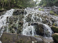 Mourera fluviatilis (Mourera fluviatilis)