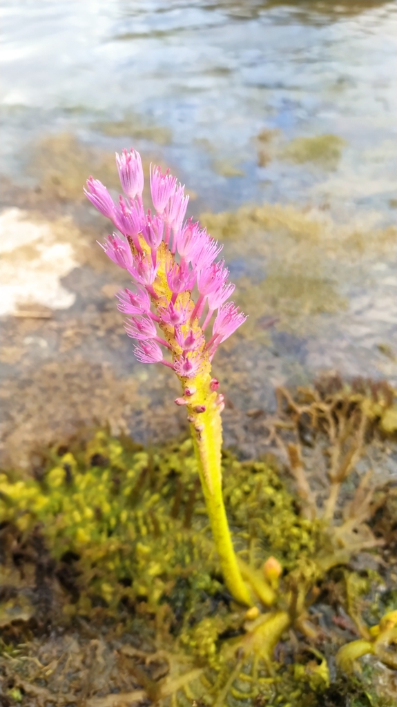 Mourera fluviatilis (Mourera fluviatilis)