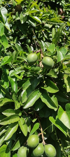 Moutabea guianensis (Moutabea guianensis)