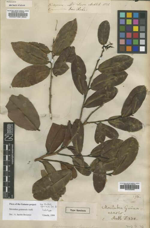 Moutabea guianensis: Moutabea guianensis Aubl. - herbier collecté par Aublet en Guyane, conservé au British Museum BM000027096