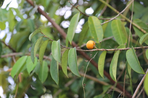 Moutabea guianensis (Moutabea guianensis)