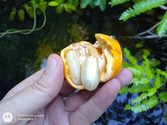 Moutabea guianensis (Moutabea guianensis)