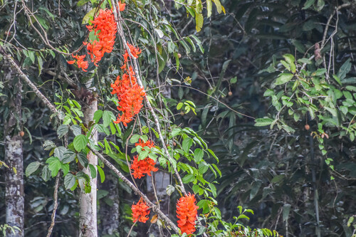 Flame of the forest (Mucuna bennettii)