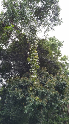 Flame of the forest (Mucuna bennettii)