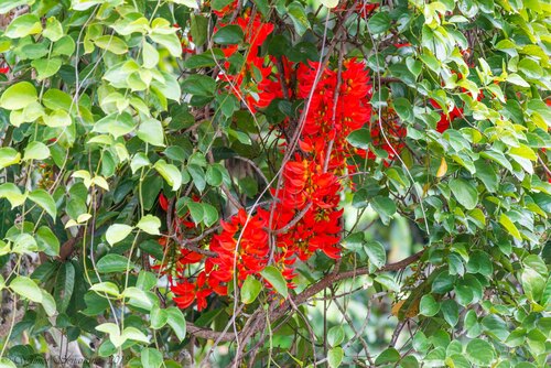 Flame of the forest (Mucuna bennettii)