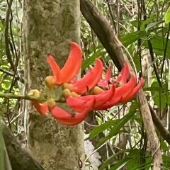 Flame of the forest (Mucuna bennettii)