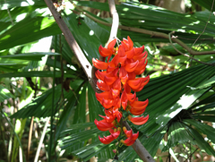 Flame of the forest (Mucuna bennettii)