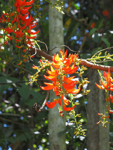 Flame of the forest (Mucuna bennettii)