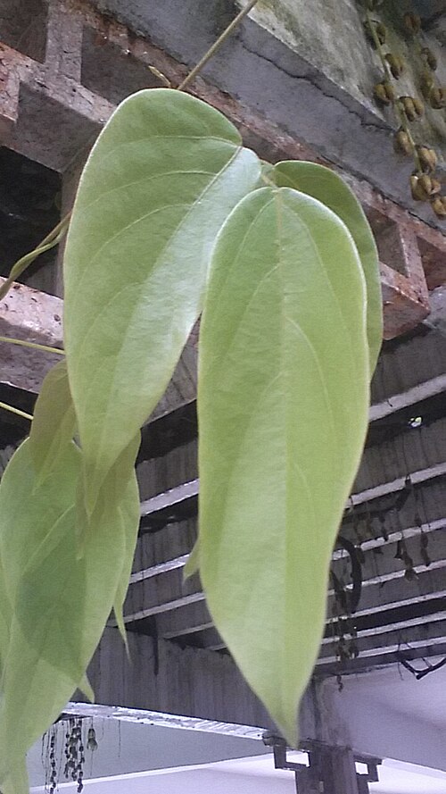 Mucuna birdwoodiana: 禾雀花嘅嫩叶
