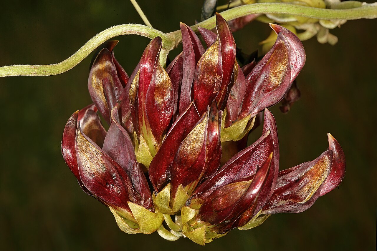 Mucuna coriacea: Mucuna coriacea subsp. irritans , flowers; grassland near Kaapsehoop, Mpumalanga, South Africa