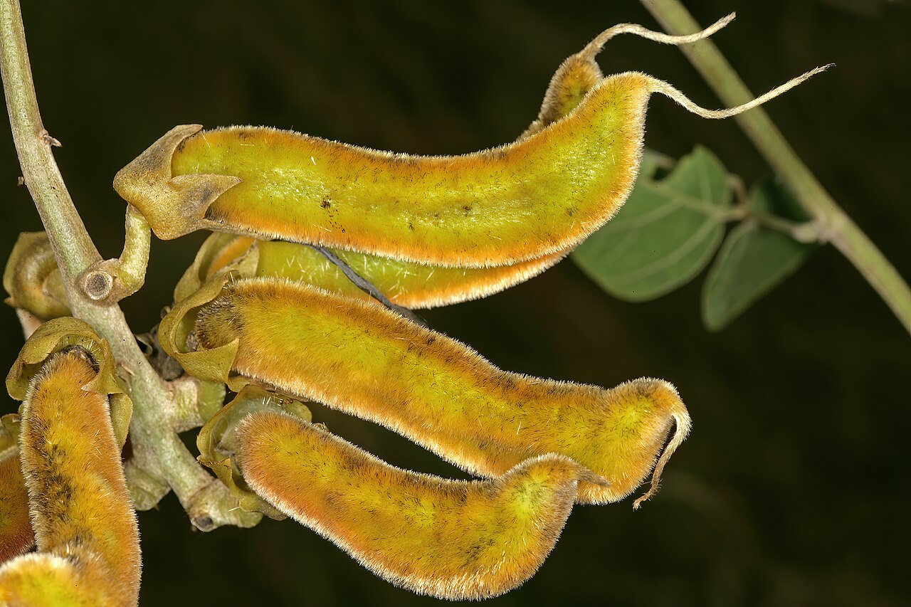 Mucuna coriacea: Mucuna coriacea subsp. irritans , developing pods; grassland near Kaapsehoop, Mpumalanga, South Africa