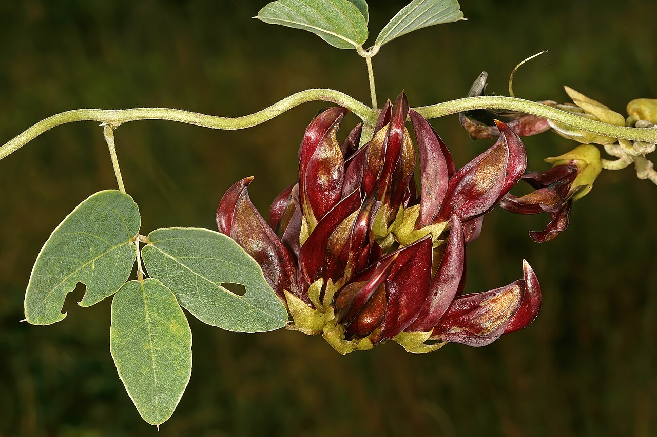 Mucuna coriacea: Mucuna coriacea subsp. irritans , flowers; grassland near Kaapsehoop, Mpumalanga, South Africa