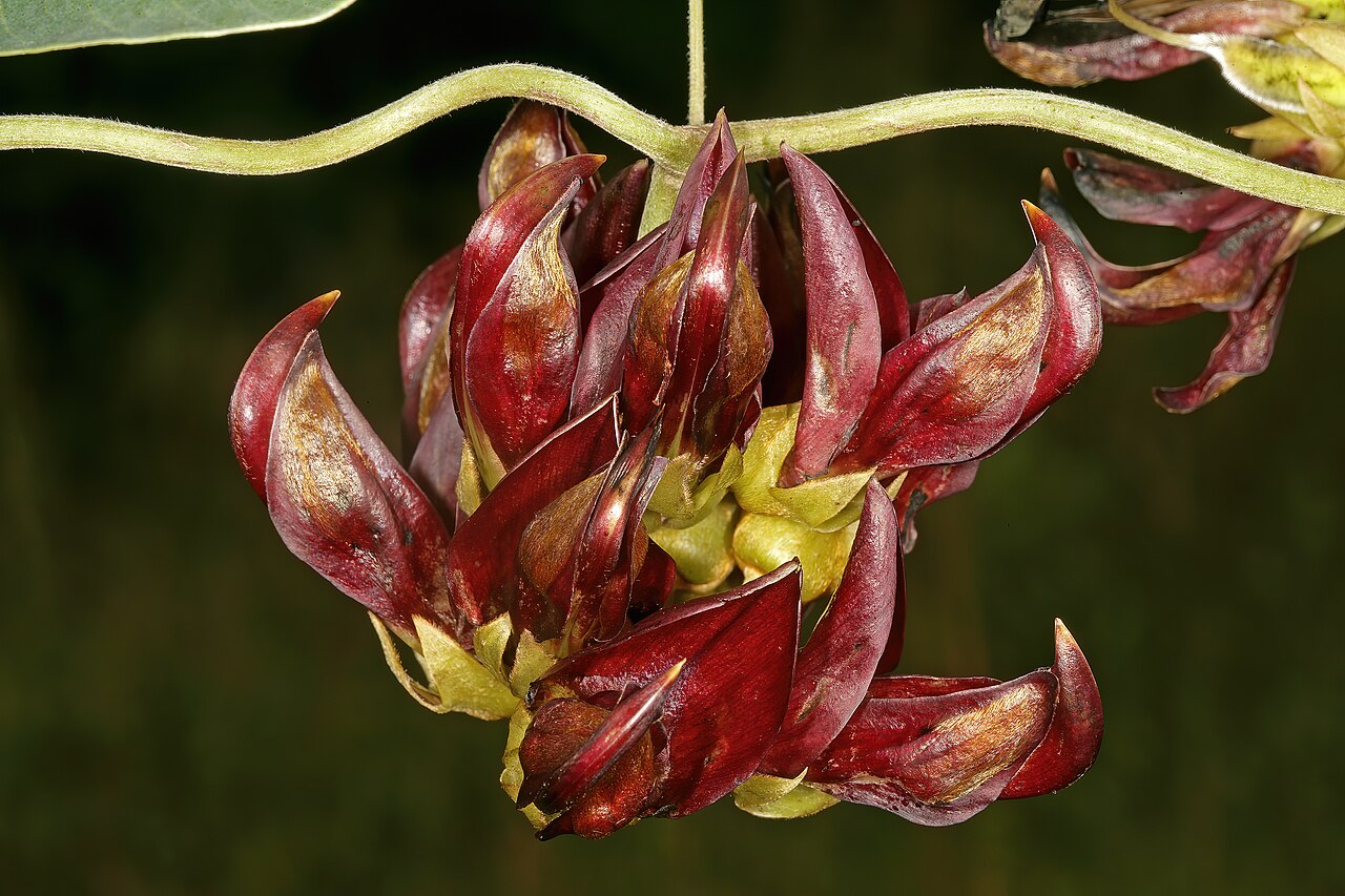 Mucuna coriacea: Mucuna coriacea subsp. irritans , flowers; grassland near Kaapsehoop, Mpumalanga, South Africa