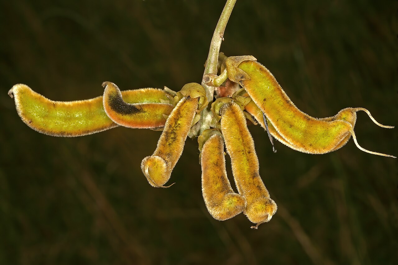 Mucuna coriacea: Mucuna coriacea subsp. irritans , developing pods; grassland near Kaapsehoop, Mpumalanga, South Africa