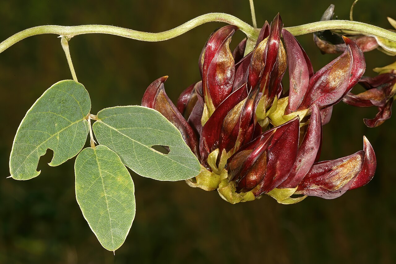 Mucuna coriacea: Mucuna coriacea subsp. irritans , flowers; grassland near Kaapsehoop, Mpumalanga, South Africa
